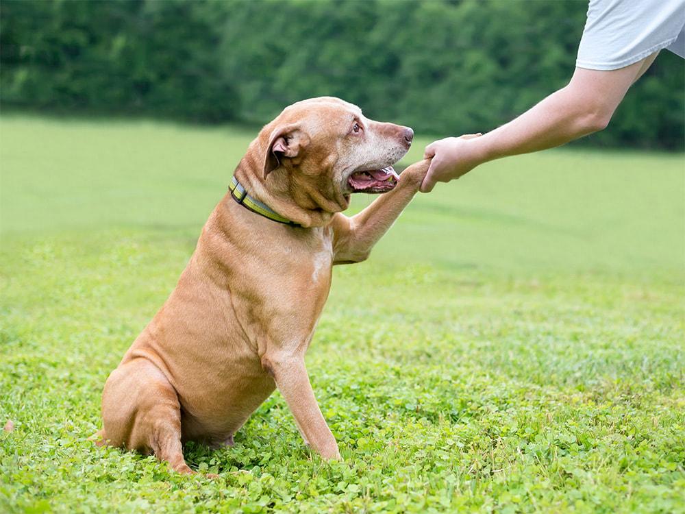 You CAN Teach an Old Dog New Tricks (If You Follow These Tips)