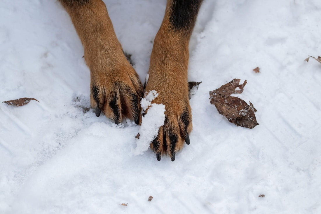 Winter Paw Care for Dogs: How to Protect Your Dog’s Paws From Cold, Ice & Salt