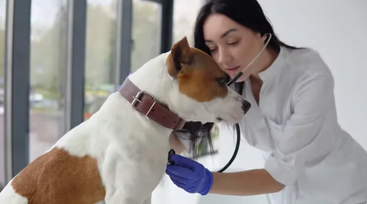 Load video: what vets say about gracie's treats